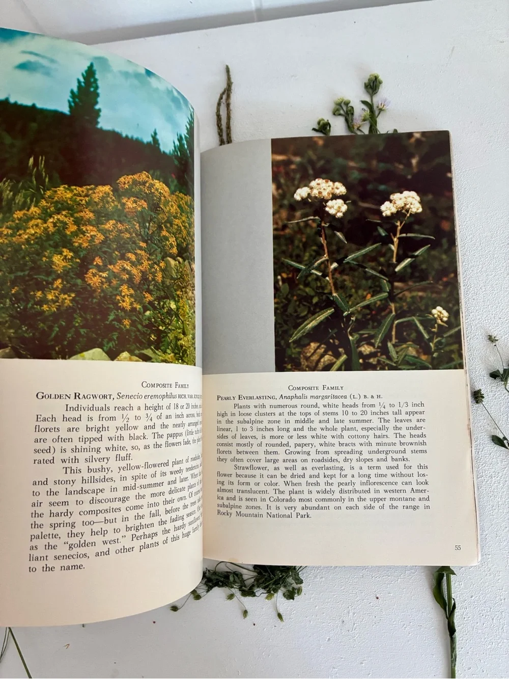 Mountain Wild Flowers of Colorado and Adjacent Areas, Denver Museum Nat. History